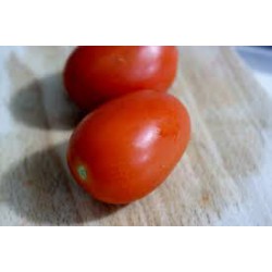 Tomate européenne